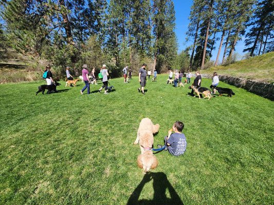Sasquatch Dogs